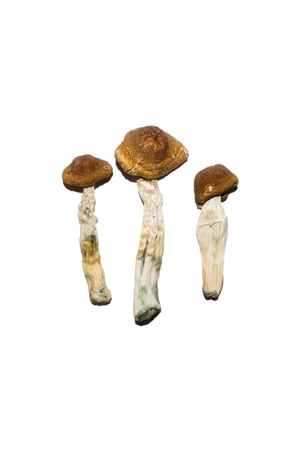 Brazilian Magic Mushrooms