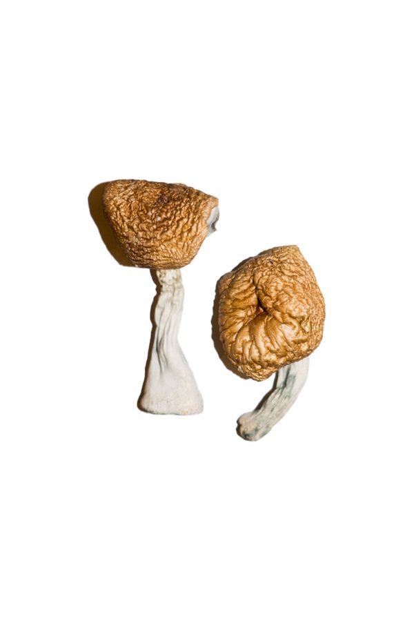 Burmese Magic Mushrooms - Image 2