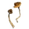 Daddy Long Legs Magic Mushrooms - Image 2