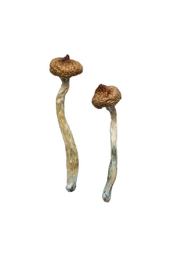 Escondido Magic Mushrooms