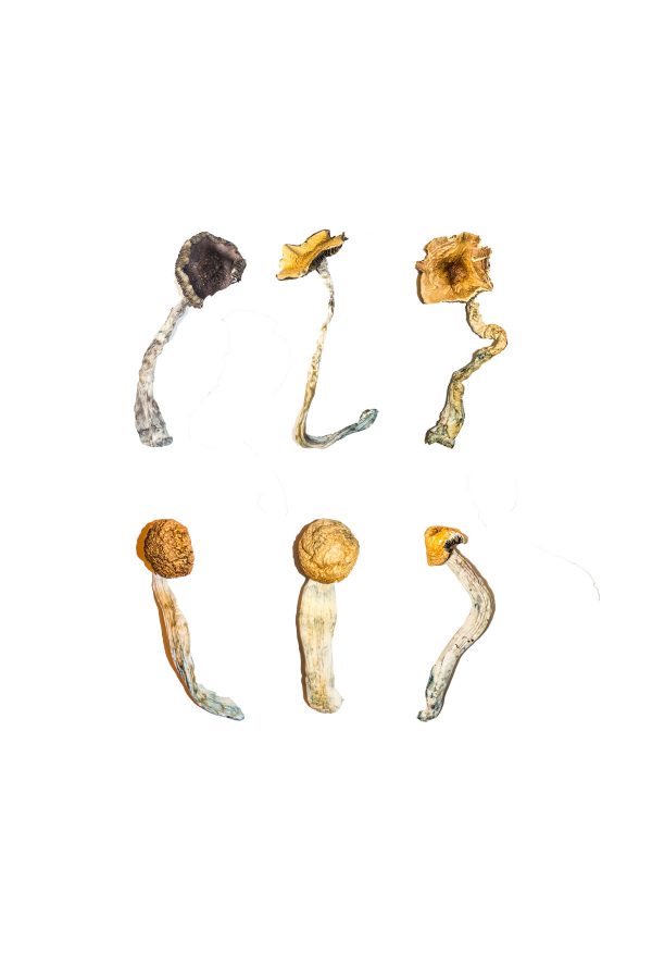 Magic Mushroom Sampler Kit / Tasting Menu