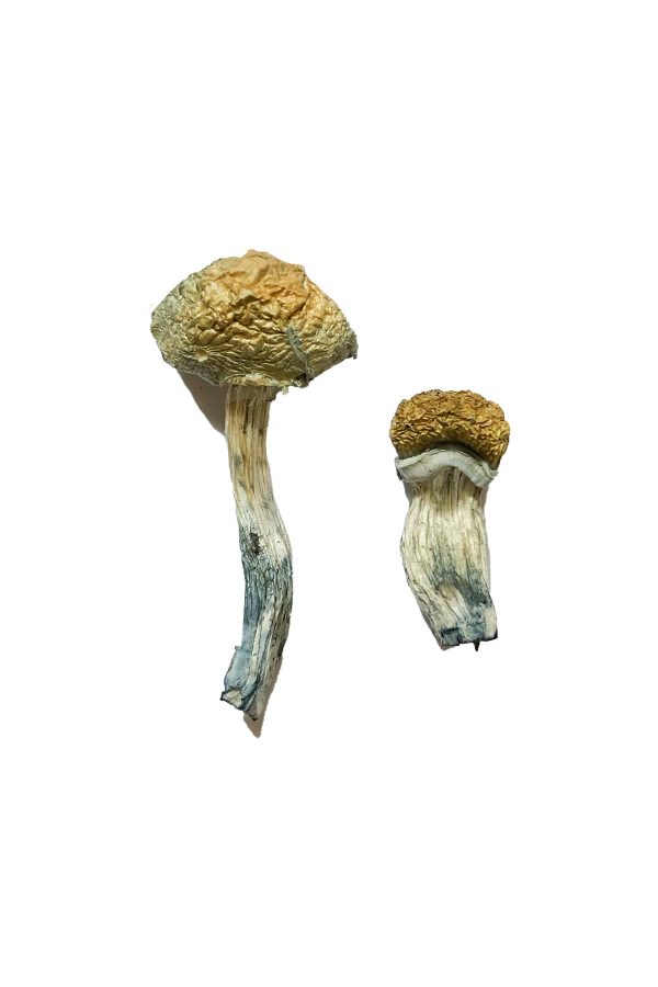 Mazatapec Magic Mushrooms - Image 2