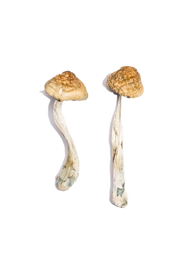 McKennaii Magic Mushrooms