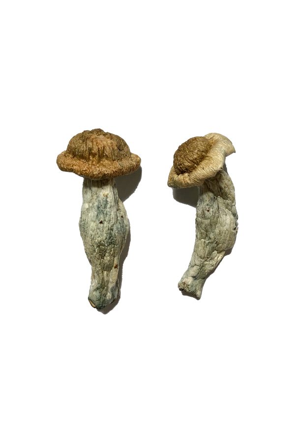 Shepherds Cut Penis Envy Magic Mushrooms