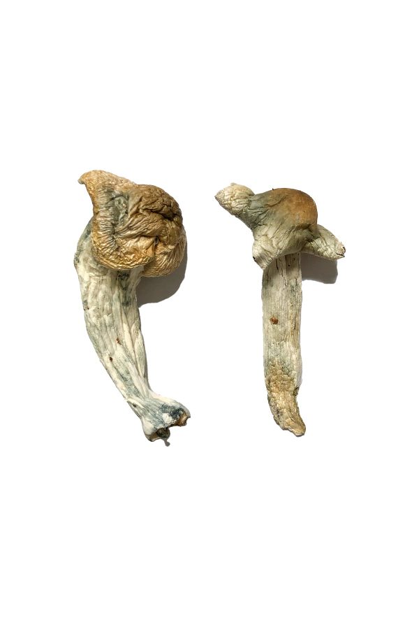 Shepherds Cut Penis Envy Magic Mushrooms - Image 2