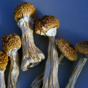 Buy Golden Teacher Magic Mushrooms Online