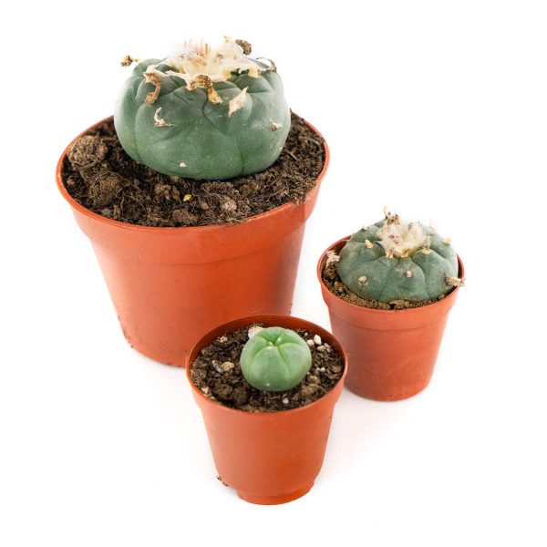 PEYOTE CACTUS